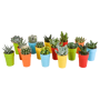 Cactus en vetplanten mix 15 stuks in gekleurde 5,5 cm plasticpot